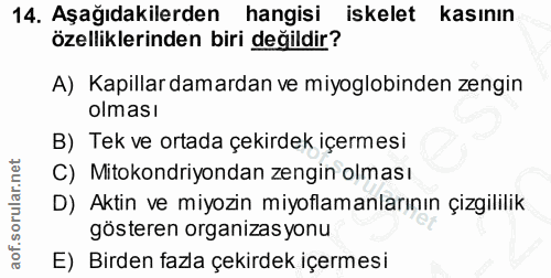 14. soru: Aşağıdakilerden hangisi iskelet kasının özelliklerinden biri değildir? A) Kapillar damardan ve miyoglobinden zengin o…