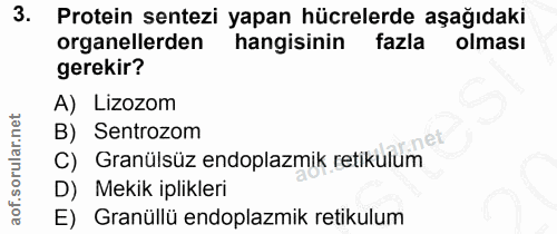 3. soru: Protein sentezi yapan hücrelerde aşağıdaki organellerden hangisinin fazla olması gerekir? A) Lizozom B) Sentrozom nel…