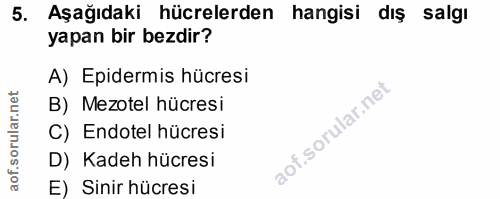 5. soru: Aşağıdaki hücrelerden hangisi dış salgı yapan bir bezdir? A) Epidermis hücresi B) Mezotel hücresi C) Endotel hücresi…