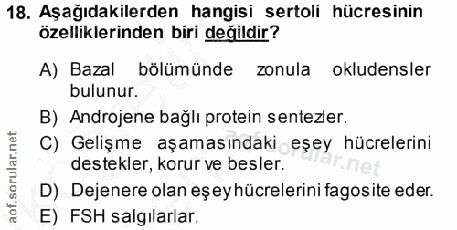 18. soru: Aşağıdakilerden hangisi sertoli hücresinin özelliklerinden biri değildir? A) Bazal bölümünde zonula okludensler bulun…