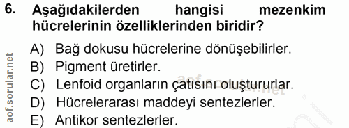 6. soru: Aşağıdakilerden hangisi mezenkim hücrelerinin özelliklerinden biridir? A) Bağ dokusu hücrelerine dönüşebilirler. B) P…