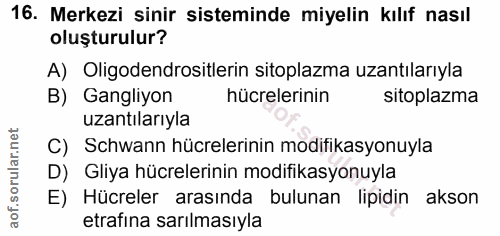 16. soru: Merkezi sinir sisteminde miyelin kılıf nasıl oluşturulur? A) Oligodendrositlerin sitoplazma uzantılarıyla B) Gangliyo…