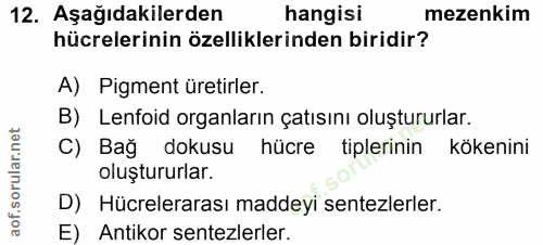 12. soru: Aşağıdakilerden hangisi mezenkim hücrelerinin özelliklerinden biridir? A) Pigment üretirler. B) Lenfoid organların ça…