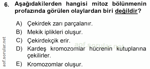 6. soru: Aşağıdakilerden hangisi mitoz bölünmenin profazında görülen olaylardan biri değildir? A) Çekirdek zarı parçalanır. B)…