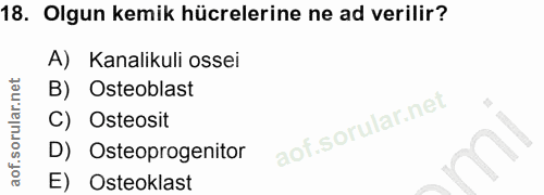 18. soru: Olgun kemik hücrelerine ne ad verilir? A) Kanalikuli ossei B) Osteoblast C) Osteosit Osteoprogenitor E) Osteoklast
