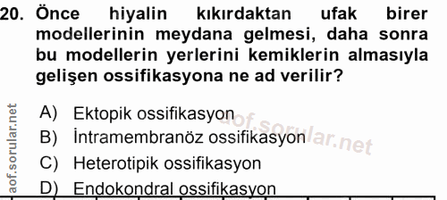 20. soru: Önce hiyalin kıkırdaktan ufak birer modellerinin meydana gelmesi, daha sonra bu modellerin yerlerini kemiklerin almas…