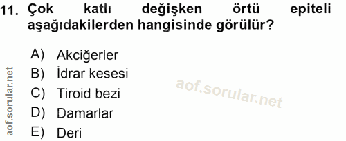 11. soru: Çok Katlı değişken örtü epiteli aşağıdakilerden hangisinde görülür? A) Akciğerler B) Idrar kesesi C) Tiroid bezi D) D…
