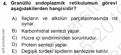 4. soru: Granüllü endoplazmik retikulumun görevi aşağıdakilerden hangisidir? A) İlaçların ve alkolün parçalanmasında rol oynar…