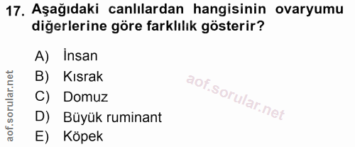 17. soru: Aşağıdaki canlılardan hangisinin ovaryumu diğerlerine göre farklılık gösterir? A) Insan B) Kısrak Domuz D) Büyük rumi…