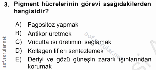 3. soru: Pigment hücrelerinin görevi aşağıdakilerden hangisidir? A) Fagositoz yapmak B) Antikor üretmek C) Vücutta ısı üretimi…