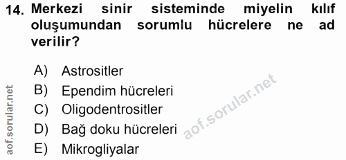 14. soru: Merkezi sinir sisteminde miyelin kılıf oluşumundan sorumlu hücrelere ne ad verilir? A) Astrositler B) Ependim hücrele…