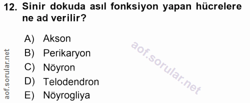 12. soru: Sinir dokuda asıl fonksiyon yapan hücrelere ne ad verilir? A) Akson B) Perikaryon C) Nöyron D) Telodendron E) Nöyrogliya