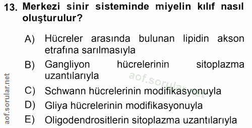 13. soru: Merkezi sinir sisteminde miyelin kılıf nasıl oluşturulur? A) Hücreler arasında bulunan lipidin akson etrafına sarılma…