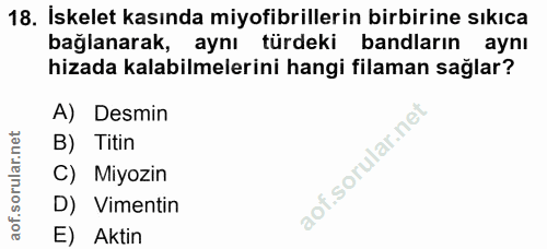18. soru: Iskelet kasında miyofibrillerin birbirine sıkıca bağlanarak, aynı türdeki bandların ayni hizada kalabilmelerini hangi…