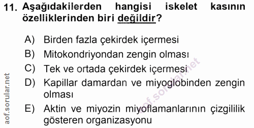 11. soru: Aşağıdakilerden hangisi iskelet kasının özelliklerinden biri değildir? A) Birden fazla çekirdek içermesi B) Mitokondr…