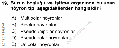 19. soru: Burun boşluğu ve işitme organında bulunan nöyron tipi aşağıdakilerden hangisidir? A) Multipolar nöyronlar B) Bipolar…