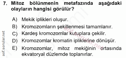 7. soru: Mitoz bölünmenin metafazında aşağıdaki olayların hangisi görülür? A) Mekik iplikleri oluşur. B) Kromozomların şekille…