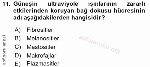 11. soru: Güneşin ultraviyole ışınlarının zararlı etkilerinden koruyan bağ dokusu hücresinin adı aşağıdakilerden hangisidir? A)…