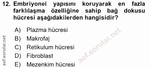 12. soru: Embriyonel yapısını koruyarak en fazla farklılaşma özelliğine sahip bağ dokusu hücresi aşağıdakilerden hangisidir? A)…