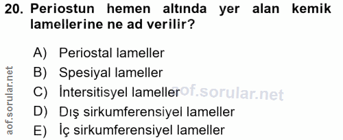 20. soru: Periostun hemen altında yer alan kemik lamellerine ne ad verilir? A) Periostal lameller B) Spesiyal lameller C) Inter…