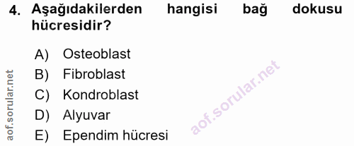 4. soru: Aşağıdakilerden hangisi bağ dokusu hücresidir? A) Osteoblast B) Fibroblast C) Kondroblast D) Alyuvar E) Ependim hücresi