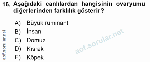 16. soru: Aşağıdaki canlılardan hangisinin ovaryumu diğerlerinden farklılık gösterir? A) Büyük ruminant B) Insan C) Domuz D) Kı…