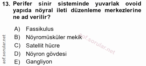 13. soru: Perifer sinir sisteminde yuvarlak ovoid yapıda nöyral ileti düzenleme merkezlerine ne ad verilir? A) Fassikulus C) Sa…