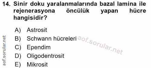 14. soru: Sinir doku yaralanmalarında bazal lamina ile rejenerasyona öncülük yapan hücre hangisidir? A) Astrosit C) Ependim D)…