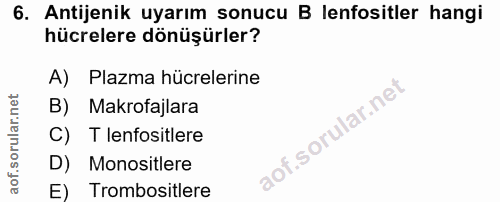 6. soru: Antijenik uyarım sonucu B lenfositler hangi hücrelere dönüşürler? A) Plazma hücrelerine B) Makrofajlara lof. C) T len…