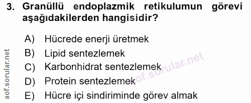 3. soru: Granüllü endoplazmik retikulumun görevi aşağıdakilerden hangisidir? A) Hücrede enerji üretmek B) Lipid sentezlemek Ka…