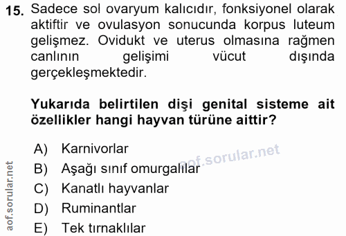 15. soru: Sadece sol ovaryum kalıcıdır, fonksiyonel olarak aktiftir ve ovulasyon sonucunda korpus luteum gelişmez. Ovidukt ve u…