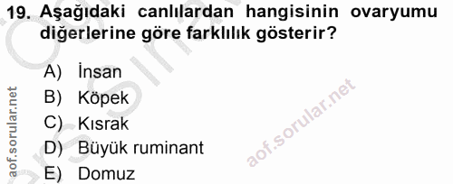 19. soru: Aşağıdaki canlılardan hangisinin ovaryumu diğerlerine göre farklılık gösterir? A) Insan B) Köpek C) Kısrak D) Büyük r…