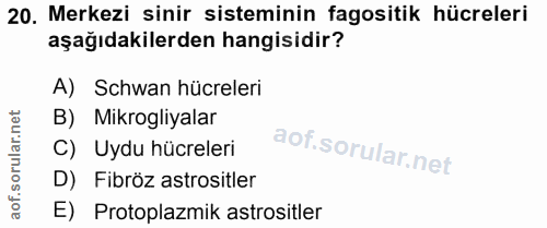 20. soru: Merkezi sinir sisteminin fagositik hücreleri aşağıdakilerden hangisidir? A) Schwan hücreleri B) Mikrogliyalar C) Uydu…