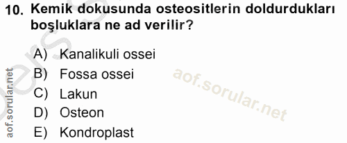 10. soru: Kemik dokusunda osteositlerin doldurdukları boşluklara ne ad verilir? A) Kanalikuli ossei B) Fossa ossei C) Lakun D)…