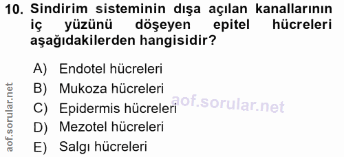 10. soru: Sindirim sisteminin dışa açılan kanallarının iç yüzünü döşeyen epitel hücreleri aşağıdakilerden hangisidir? A) Endote…