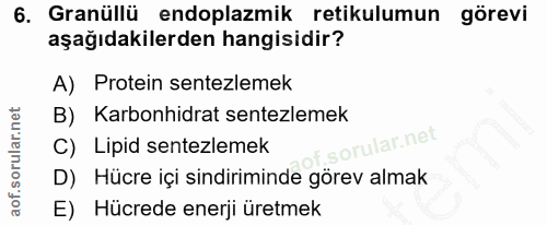 6. soru: Granüllü endoplazmik retikulumun görevi aşağıdakilerden hangisidir? A) Protein sentezlemek B) Karbonhidrat sentezleme…