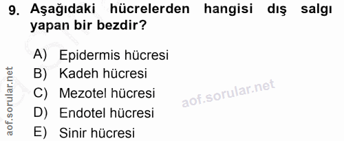 9. soru: Aşağıdaki hücrelerden hangisi dış salgı yapan bir bezdir? A) Epidermis hücresi B) Kadeh hücresi C) Mezotel hücresi D)…