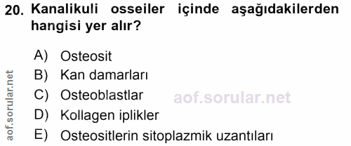 20. soru: Kanalikuli osseiler içinde aşağıdakilerden hangisi yer alır? A) Osteosit rular.net B) Kan damarları C) Osteoblastlar…
