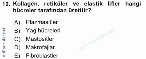 12. soru: Kollagen, retiküler ve elastik lifler hangi hücreler tarafından üretilir? A) Plazmasitler B) Yağ hücreleri C) Mastosi…