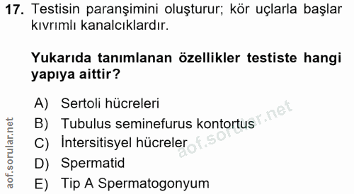 17. soru: Testisin paranşimini oluşturur; kör uçlarla başlar kıvrımlı kanalcıklardır. Yukarıda tanımlanan özellikler testiste h…