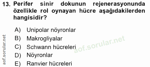 13. soru: Perifer sinir dokunun rejenerasyonunda özellikle rol oynayan hücre aşağıdakilerden hangisidir? A) Unipolar nöyronlar…