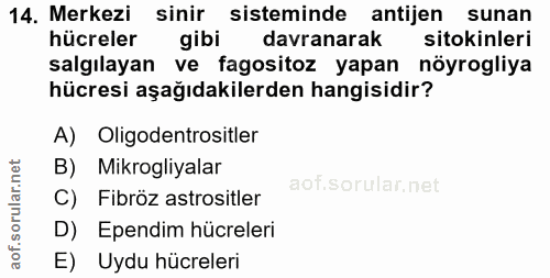 14. soru: Merkezi sinir sisteminde antijen sunan hücreler gibi davranarak sitokinleri salgılayan ve fagositoz yapan nöyrogliya…