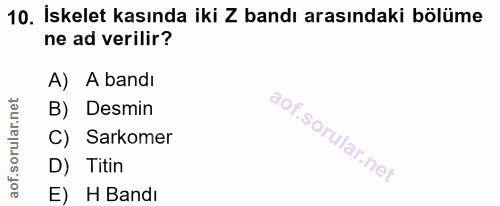 10. soru: İskelet kasında iki Z bandı arasındaki bölüme ne ad verilir? A) A bandı B) Desmin C) Sarkomer D) Titin E) H Bandı