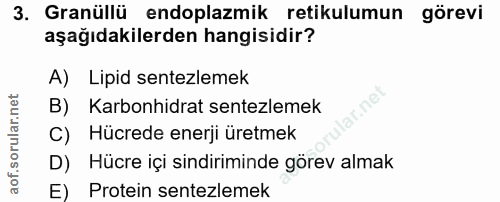 3. soru: Granüllü endoplazmik retikulumun görevi aşağıdakilerden hangisidir? A) Lipid sentezlemek ir.net B) Karbonhidrat sente…