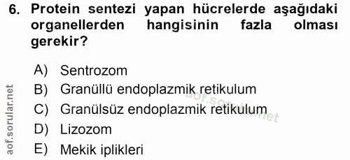 6. soru: Protein sentezi yapan hücrelerde aşağıdaki organellerden hangisinin fazla olması gerekir? A) Sentrozom B) Granüllü en…