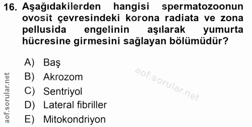 16. soru: Aşağıdakilerden hangisi spermatozoonun ovosit çevresindeki korona radiata ve zona pellusida engelinin aşılarak yumurt…