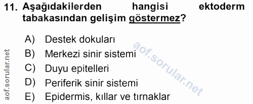 11. soru: Aşağıdakilerden hangisi ektoderm tabakasından gelişim göstermez? A) Destek dokuları B) Merkezi sinir sistemi r C) Duy…
