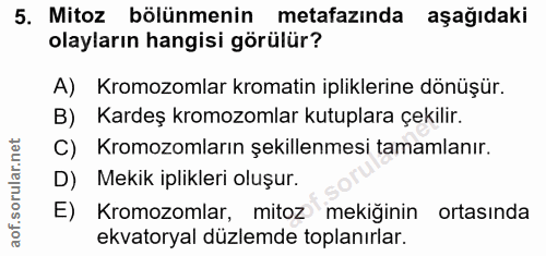 5. soru: Mitoz bölünmenin metafazında aşağıdaki olayların hangisi görülür? A) Kromozomlar kromatin ipliklerine dönüşür. B) Kar…