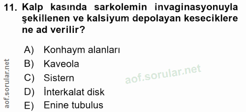 11. soru: Kalp kasında sarkolemin invaginasyonuyla şekillenen ve kalsiyum depolayan keseciklere ne ad verilir? A) Konhaym alanl…
