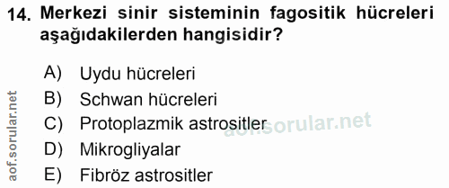 14. soru: Merkezi sinir sisteminin fagositik hücreleri aşağıdakilerden hangisidir? A) Uydu hücreleri B) Schwan hücreleri c) Pro…